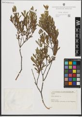 Foto von Salix purpurea L.
